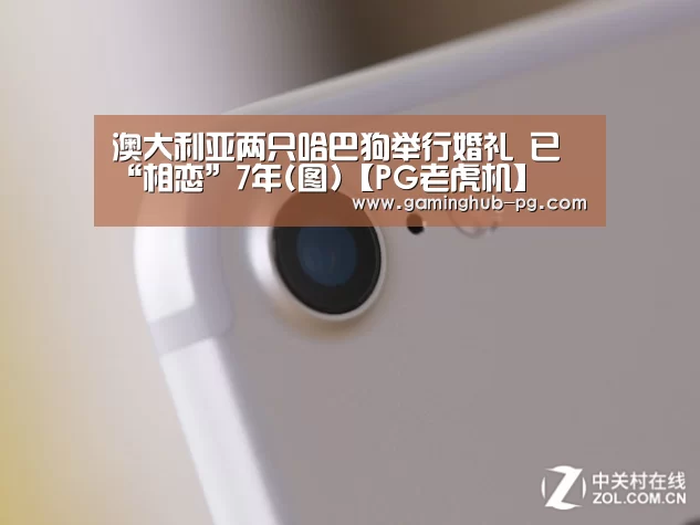 澳大利亚两只哈巴狗举行婚礼 已“相恋”7年(图)【PG老虎机】(图1) PG体育