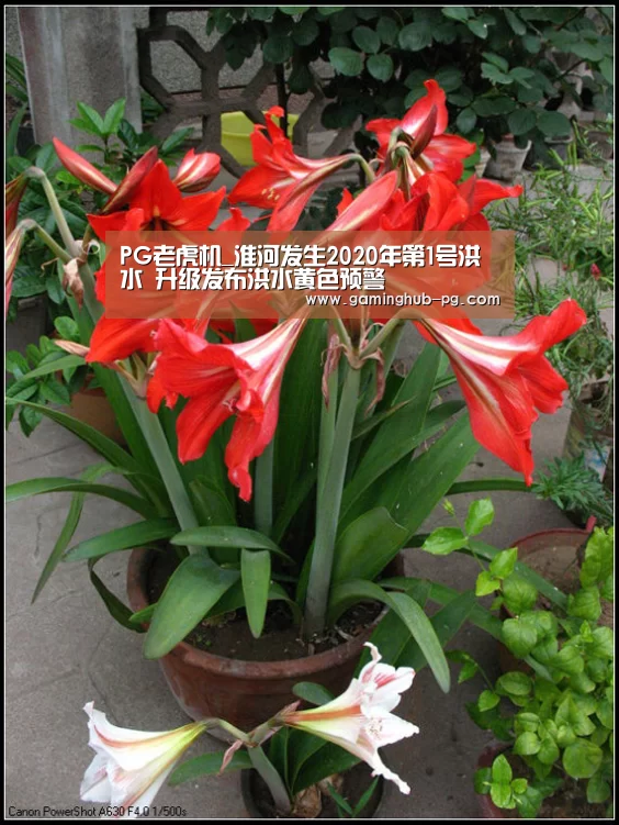 PG老虎机_淮河发生2020年第1号洪水 升级发布洪水黄色预警(图1) PG地址